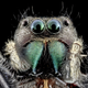 Phidippus clarus